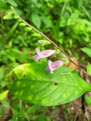 Asystasia dalzelliana