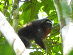 Plecturocebus ornatus