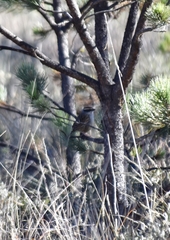 Oriturus superciliosus