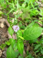 Asystasia dalzelliana