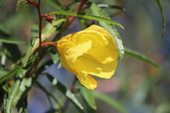 Hibiscus heterophyllus