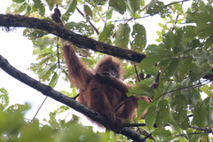 Pongo pygmaeus morio