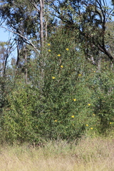 Hibiscus heterophyllus