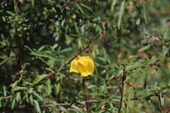 Hibiscus heterophyllus