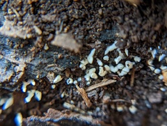 Henningsomyces candidus