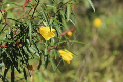 Hibiscus heterophyllus