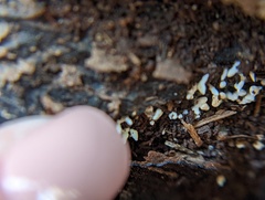 Henningsomyces candidus