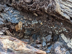 Henningsomyces candidus