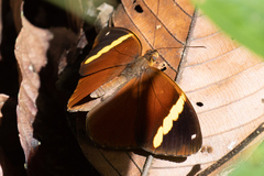 Xanthotaenia busiris