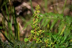 Muehlenbeckia adpressa