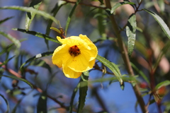 Hibiscus heterophyllus