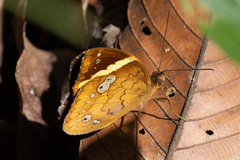 Xanthotaenia busiris