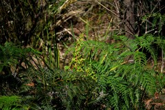 Muehlenbeckia adpressa