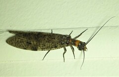 Archichauliodes guttiferus