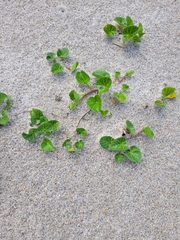 Calystegia soldanella