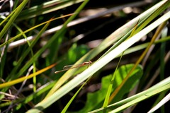 Austrolestes analis
