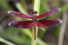 Neurothemis terminata