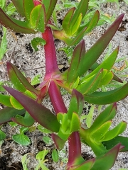 Carpobrotus