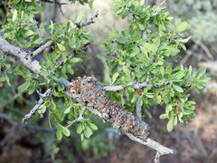Dianthidium