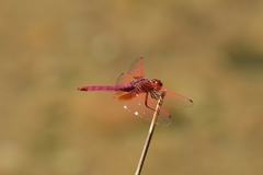 Trithemis aurora