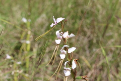 Diuris fragrantissima