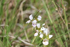 Diuris fragrantissima