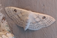 Problepsis aegretta aegretta