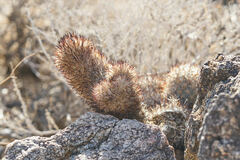 Escobaria alversonii