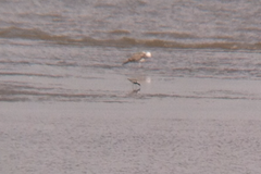 Pluvialis squatarola