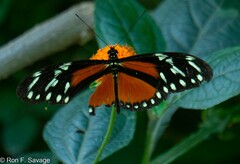 Heliconius hecalesia
