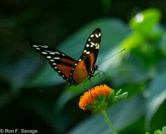Heliconius hecalesia
