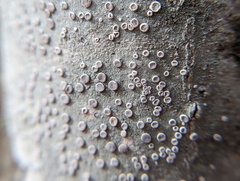 Lecanora caesiorubella