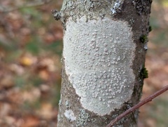 Lecanora caesiorubella