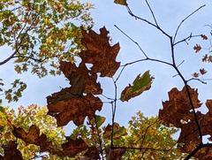 Lecanora caesiorubella