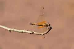 Trithemis aurora
