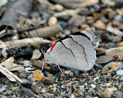Perisama bomplandii