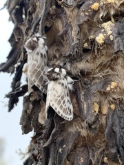 Podalia pseudopedacia