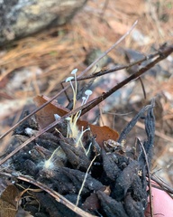 Strobilurus conigenoides