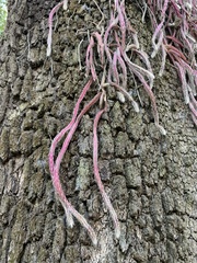 Lepismium cruciforme