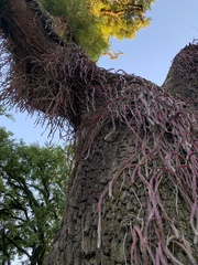 Lepismium cruciforme