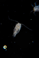 Copepoda