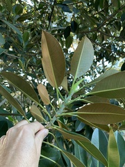 Ficus elastica