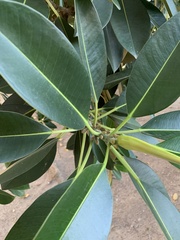 Ficus elastica