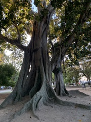 Ficus elastica