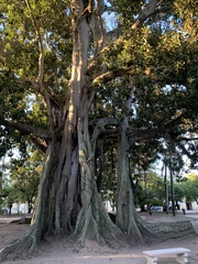 Ficus elastica