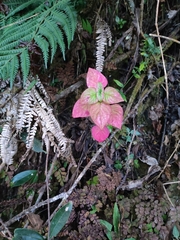 Parietaria floridana