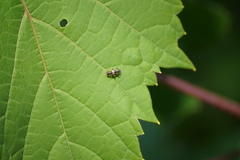 Phyllobaenus pallipennis
