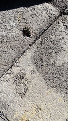 Placosternus erythropus