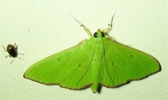 Parotis punctiferalis