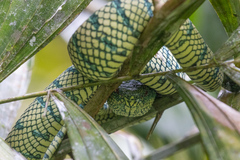 Tropidolaemus subannulatus